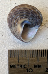 Calliostoma tricolor