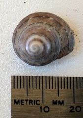 Calliostoma tricolor