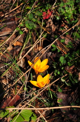 Crocus angustifolius