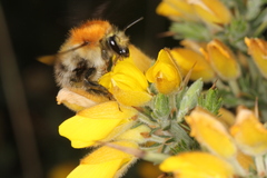 Bombus pascuorum