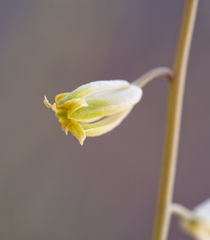 Streptanthus longirostris