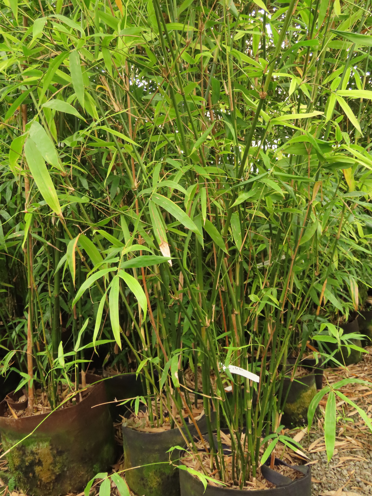 Bambusa ventricosa