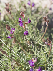 Astragalus desperatus