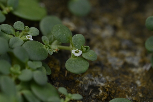 Peplidium maritimum (Peplidium maritimum)