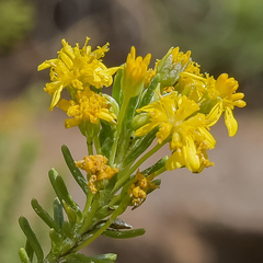 Euryops annae
