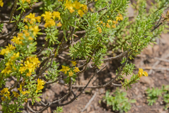 Euryops annae