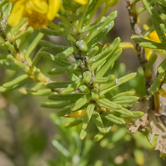 Euryops annae