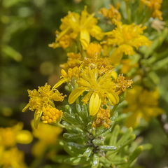 Euryops annae