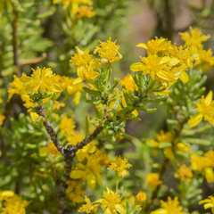 Euryops annae