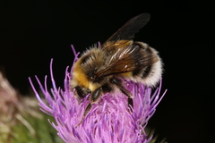 Bombus lucorum