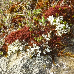 Andreaea