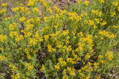 Euryops annae