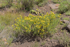 Euryops annae