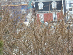 Poecile atricapillus