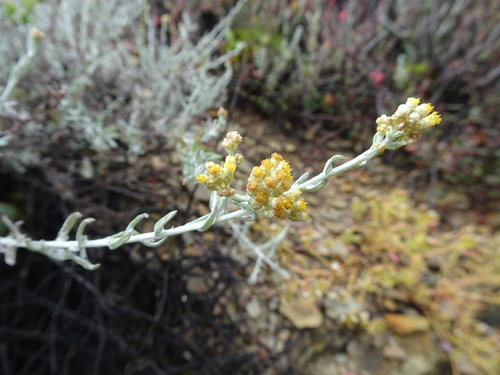 Image of Helichrysum rosum by (c) Thomas Koffel, some rights reserved (CC BY)