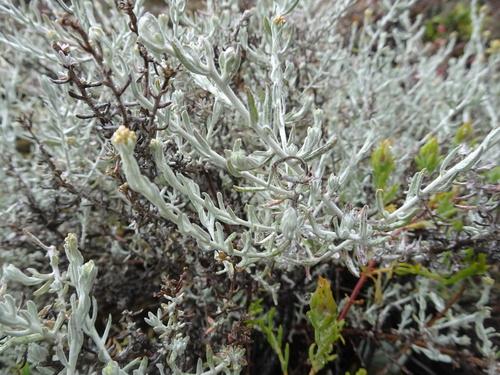 Image of Helichrysum rosum by (c) Thomas Koffel, some rights reserved (CC BY)