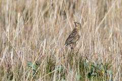 Anthus bogotensis