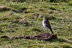 Muscisaxicola alpinus