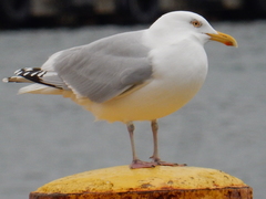Larus argentatus