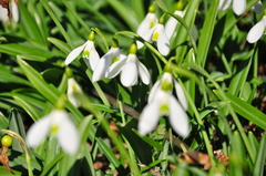Galanthus plicatus