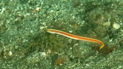Yellowstripe Wormfish photo 4