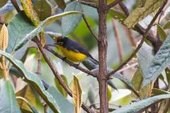 Myioborus melanocephalus