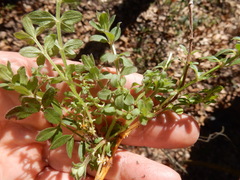 Galium pilosum