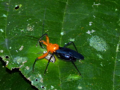 Acanthischium superbum