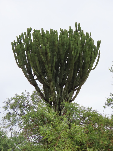 Euphorbia ingens