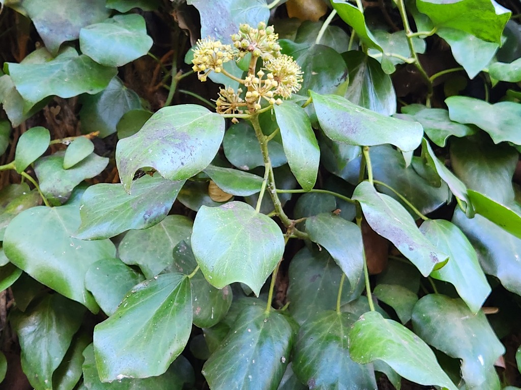 Russian Ivy