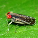 Lauxaniidae - Photo (c) Karen Yukich, μερικά δικαιώματα διατηρούνται (CC BY-NC), uploaded by Karen Yukich