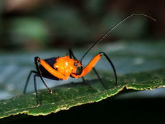 Acanthischium superbum