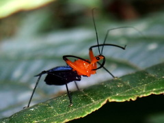 Acanthischium superbum