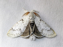 Calliteara diplozona