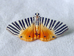 Dichocrocis zebralis