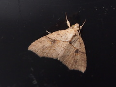 Olulis puncticinctalis