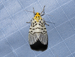 Ammatho zebrina