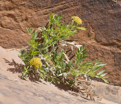 Lomatium latilobum