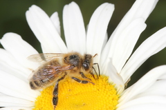 Apis mellifera