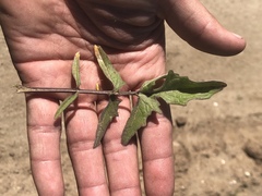 Sisymbrium orientale