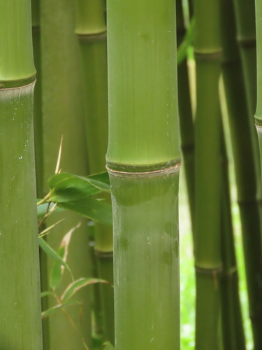 incense bamboo (Phyllostachys atrovaginata)