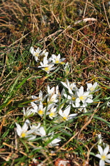 Ornithogalum fimbriatum