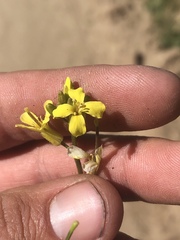 Sisymbrium orientale