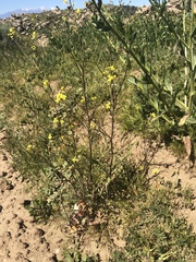 Sisymbrium orientale