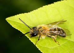 Andrena