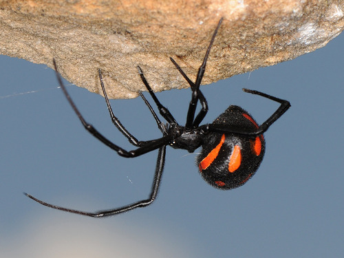 European Black Widow