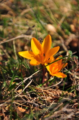 Crocus angustifolius