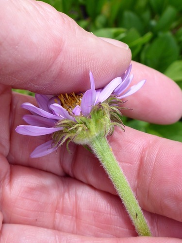 Erigeron peregrinus ssp. peregrinus