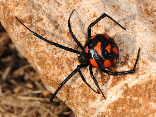European Black Widow