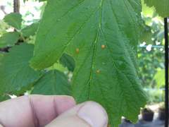 Phragmidium rubi-idaei